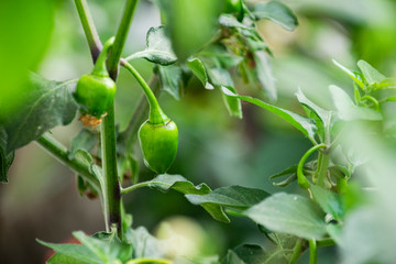 green chilies on the vine