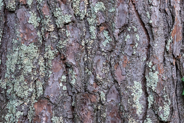 Beautiful natural background of various tree bark.