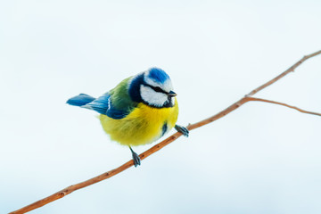 Blue Tit