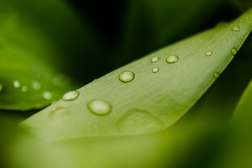 Macro close-up of grass and flower i. Shallow DOF, focus on water drops.