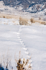 Following the tracks of a pheasant