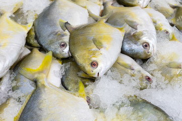 Image of fresh pompano fish on ice. Image taken in Southern California. Also known as common pompano, sunfish, butterfish, Atlantic Pompano, and Florida Pompano.