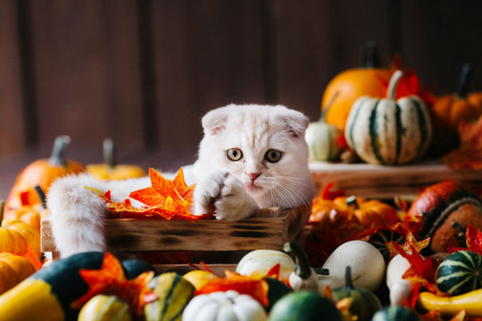 A Yellow baby British shorthair kitty with halloween pumpkins at brown autumn background