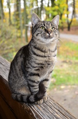 portrait of a stray cat