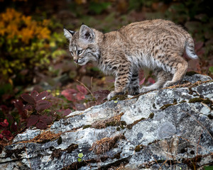 Bobcat Kitten Oakley