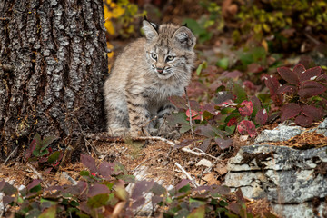 Bobcat Kitten Oakley