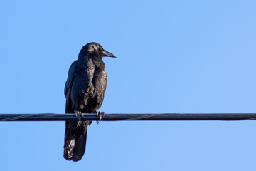 American crow sitting on a cable; blus sky background