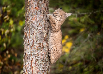 Bobcat Kitten Oakley