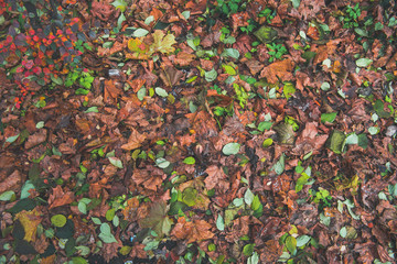autumn leaves background