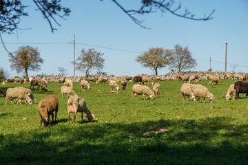 Bucolic landscape: A flock of sheep in a field