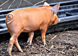 Curly Tailed Piglet