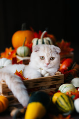 A Yellow baby British shorthair kitty with halloween pumpkins at brown autumn background