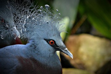 Fancy Haired Bird