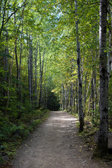 Naklejka premium Wycieczka po lesie. Ścieżka w parku narodowym w regionie Charlevoix w Quebecu w Kanadzie.
