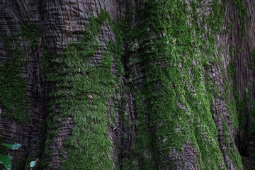 Beautiful natural background of plants and trees.