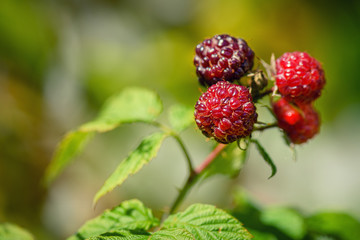 Photo of ripe raspberries branch. Raspberries in the sun. Raspberries on a branch in the garden. Red berry with green leaves in the sun.