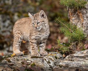 Bobcat Kitten Oakley