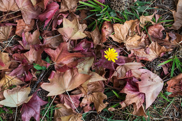 natural background of natural plant texture.
