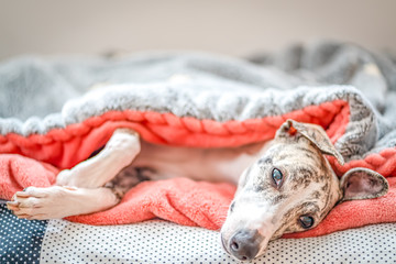 junge Whippet Hündin schläft entspannt unter einer blauen Decke auf Ihrem Hundekissen, 