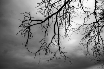 Tree branches like lightning strike the ground.