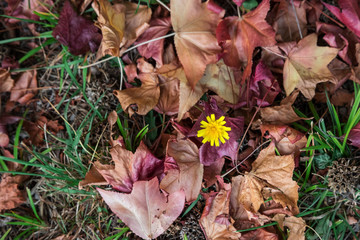 Fallen leaves in the Park, natural background.