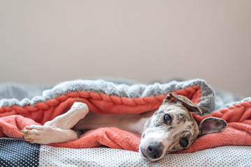 junge Whippet Hündin schläft entspannt unter einer blauen Decke auf Ihrem Hundekissen, 
