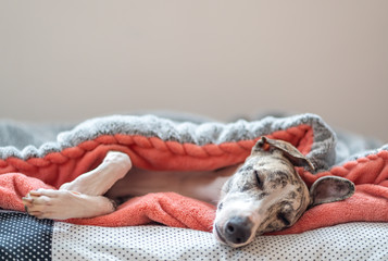 junge Whippet Hündin schläft entspannt unter einer blauen Decke auf Ihrem Hundekissen, 