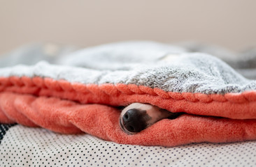 Hundenase- junge Whippet Hündin schläft entspannt unter einer blauen Decke auf Ihrem Hundekissen, 