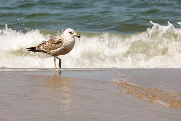 The gull awaits the arrival of the sea wave