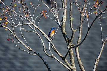 Solitary Bluebird of Happiness