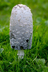 Shaggy Ink Cap, Coprinus comatus fungi, edible mushroom in Cornwall, England, UK