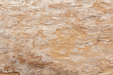 Texture of the old wood close-up. Wood surface. Wood texture.