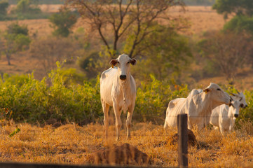 cow 2332 in cattle farm in central brazil