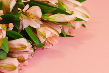 Pink flowers on gentle background. Delicate postcard for your text.