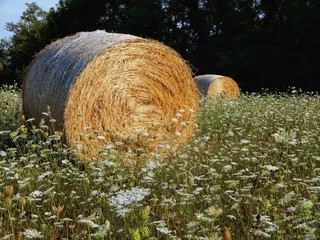 balle di fieno in campo fiorito