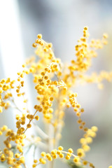 yellow flowers on a background