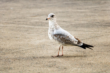 A seagull on pavement.