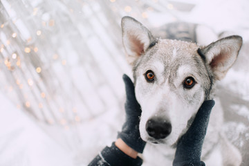 owner gently touching grey mixed breed dog, close up portrait