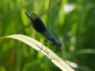 dragonfly on green leaf