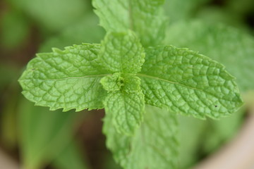 fresh mint in the garden