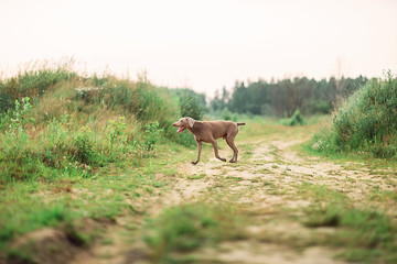 Active Weimaraner dog hunting in summer field