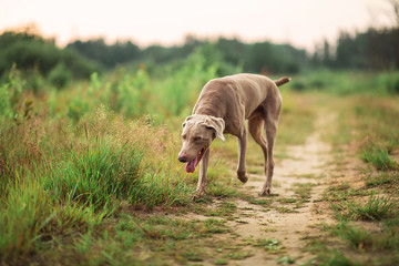 Active Weimaraner dog hunting in summer field