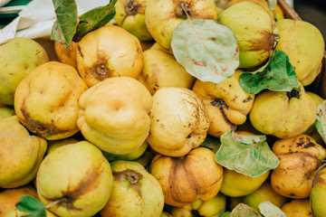  yellow ripe quince in the food market, fruits, tree
