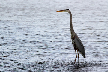 Great Blue Heron in Jacksonville Beach Pond