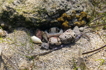 Octopus hiding in a hole; sand, shells and sea weed. Greece, hydra island