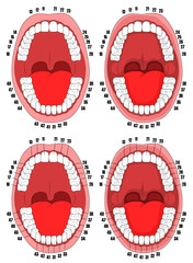 Teeth. Oral cavity. Vector illustration of the oral cavity with teeth that are numbered for dental clinics, posters, brochures.
