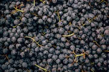  ripe tasty blue grapes on the food market
