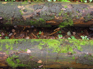 two parallel wet mossy logs in the autumn forest