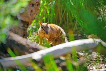 View of a Numbat (Myrmecobius fasciatus), an insectivorous marsupial native to Western Australia