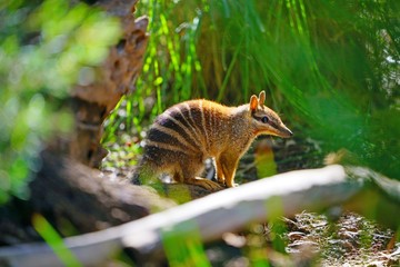 Obraz premium View of a Numbat (Myrmecobius fasciatus), an insectivorous marsupial native to Western Australia